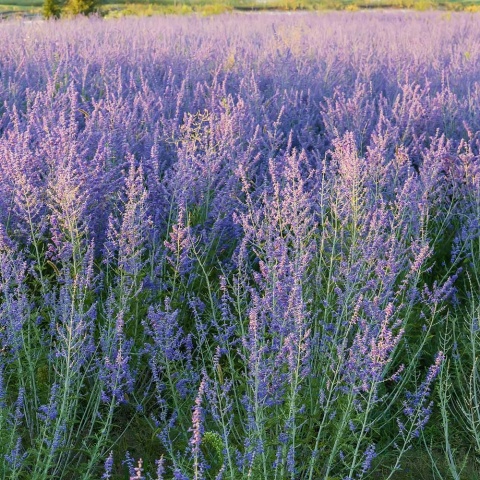 Perowskia łobodolistna P11(1L)