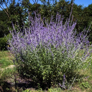 Perowskia łobodolistna Russian Sage P11(1L)