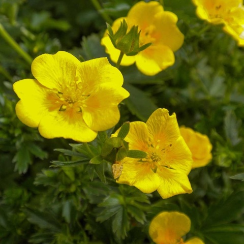 Pięciornik Crantza Goldrausch P9(0,5L)