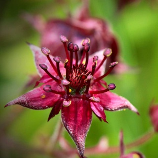 Pięciornik błotny Comarum P9(0,5L)