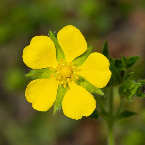 Pięciornik klinolistny P11(1L)