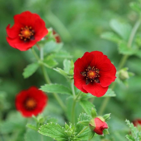 Pięciornik krwisty P11(1L)