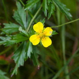 Pięciornik kurze ziele P9(0,5L)