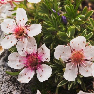 Pięciornik lśniący P11(1L)