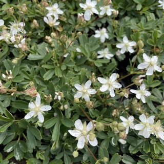 Pięciornik trójząbkowy Nuuk P9(0,5L)