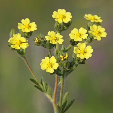 Pięciornik wyprostowany P9(0,5L)