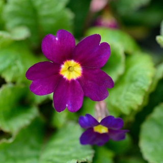 Pierwiosnek Pruhonicki Wanda P9(0,5L)