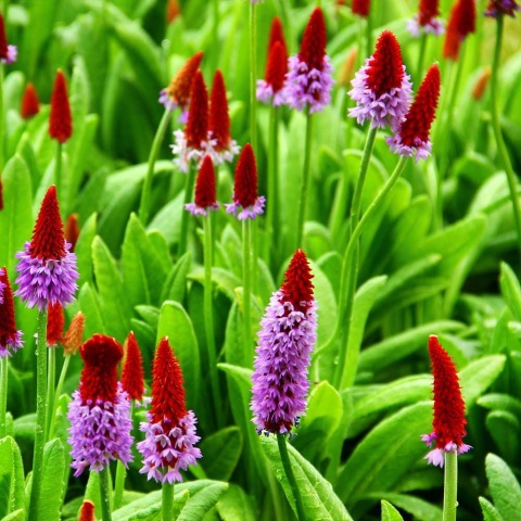 Pierwiosnek Viala P11(1L)