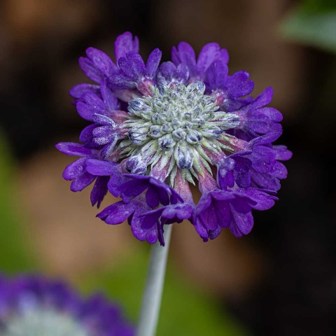 Pierwiosnek główkowaty P9(0,5L)