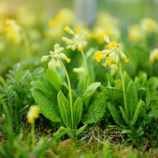 Pierwiosnek lekarski P9(0,5L)