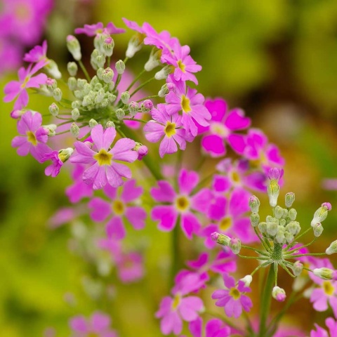 Pierwiosnek siebolda P11(1L)