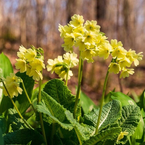 Pierwiosnek wyniosły P11(1L)