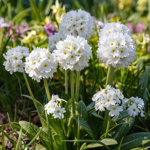 Pierwiosnek ząbkowany Alba P9(0,5L)