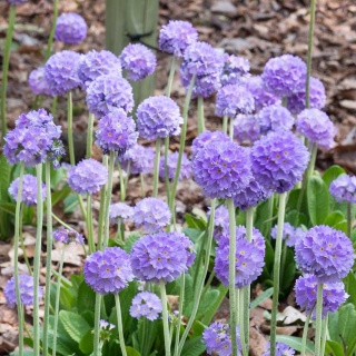 Pierwiosnek ząbkowany Blaue Auslese P9(0,5L)