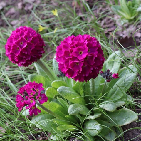 Pierwiosnek ząbkowany Rubin P9(0,5L)