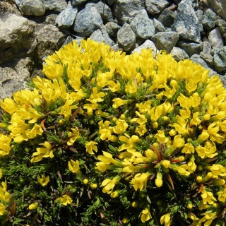 Pierwiośnik górski P11(1L)