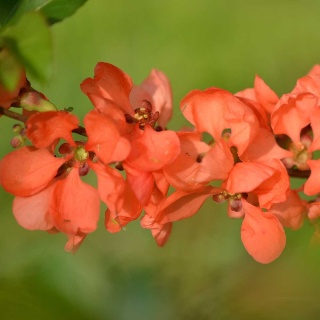 Pigwowiec Pink Trail 2L