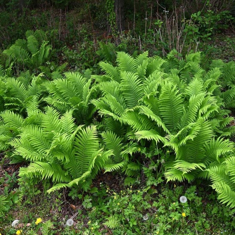 Pióropusznik strusi P11(1L)