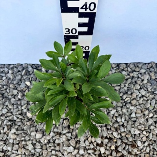 Piwonia chińska Avalanche 2L