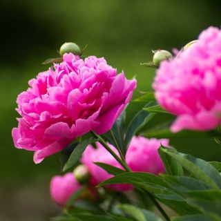 Piwonia chińska Barbara 2L