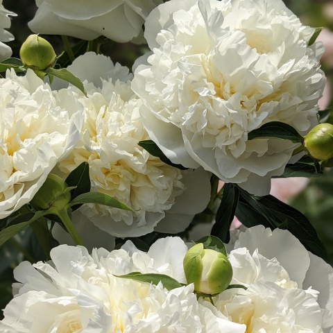 Piwonia chińska Duchesse de Nemours 2L