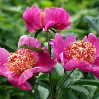 Piwonia chińska Neon 2L