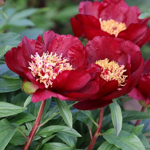 Piwonia chińska Nippon Beauty 2L