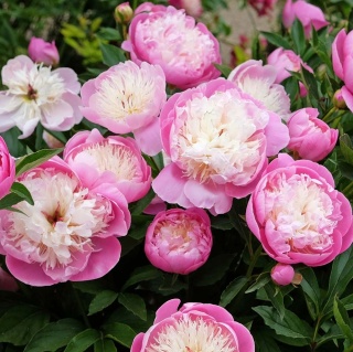 Piwonia chińska różowa 2L