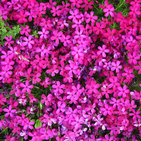 Płomyk douglaza Crackerjack P11(1L)