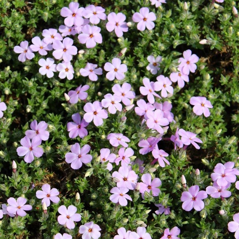 Płomyk douglaza Lilac Cloud P11(1L)