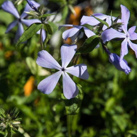 Płomyk kanadyjski Clouds of Perfume P11(1L)