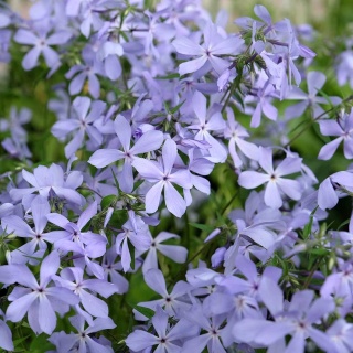 Płomyk kanadyjski P11(1L)