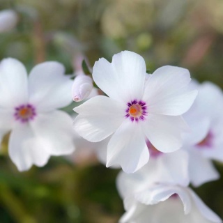 Płomyk szydlasty Amazing Grace P11(1L)