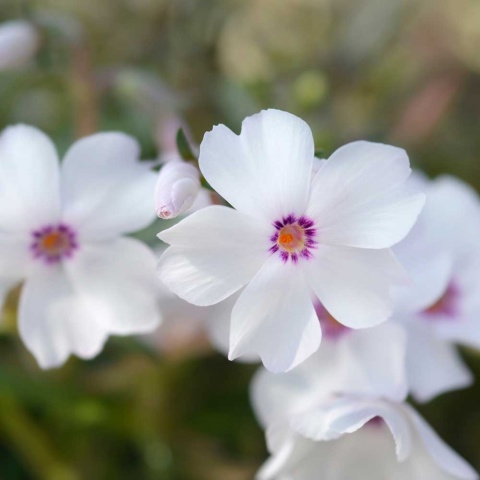 Płomyk szydlasty Amazing Grace P11(1L)