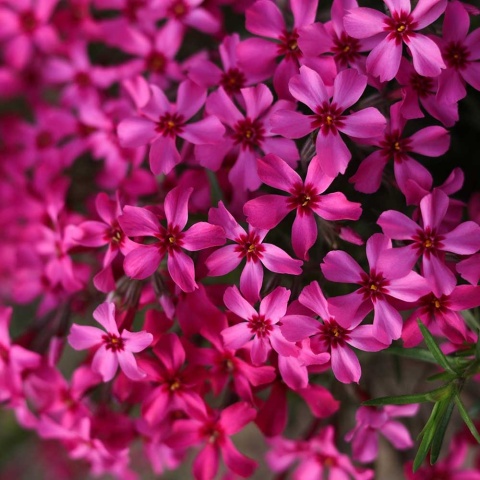 Płomyk szydlasty Atropurpurea P11(1L)