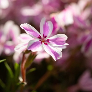 Płomyk szydlasty Candy Striped P11(1L)