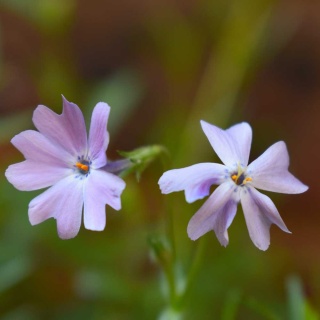 Płomyk szydlasty Emerald Cushion Blue P11(1L)