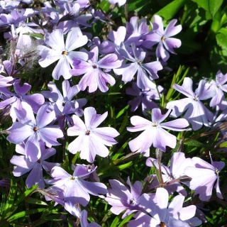 Płomyk szydlasty G.F.Wilson P11(1L)