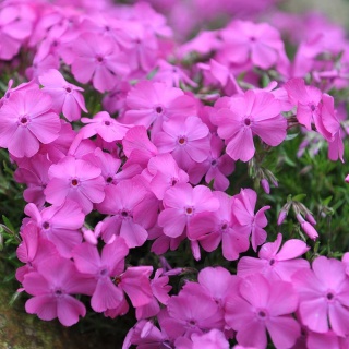 Płomyk szydlasty McDaniels Cushion P11(1L)