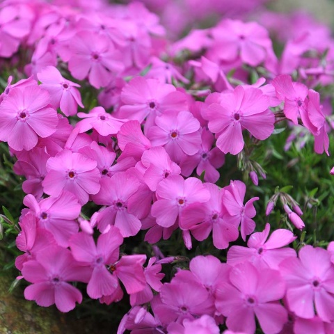 Płomyk szydlasty McDaniels Cushion P11(1L)