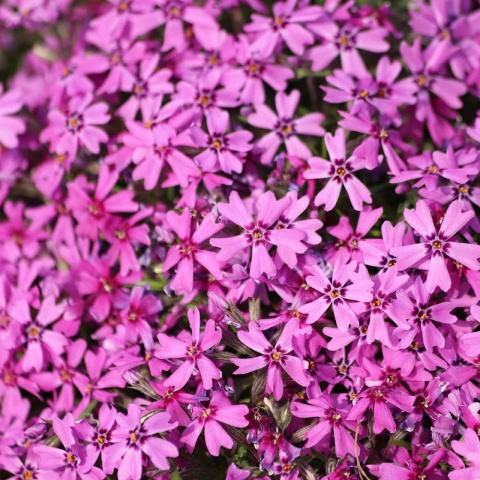 Płomyk szydlasty Samson P11(1L)