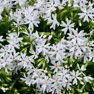 Płomyk szydlasty Snowflake P11(1L)