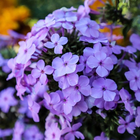 Płomyk wiechowaty Blue Paradise P11(1L)