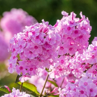 Płomyk wiechowaty Bright Eyes P11(1L)