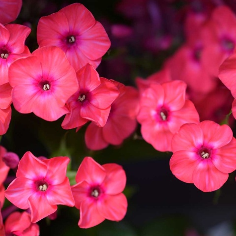 Płomyk wiechowaty Early Red P11(1L)