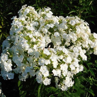 Płomyk wiechowaty Flame White P11(1L)