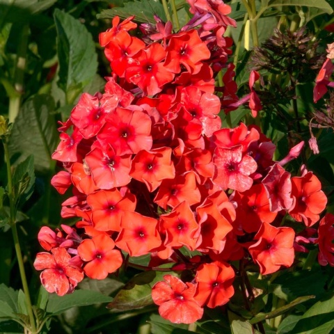 Płomyk wiechowaty Orange Perfection P11(1L)