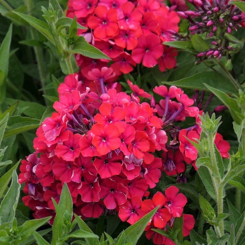 Płomyk wiechowaty Starfire P11(1L)