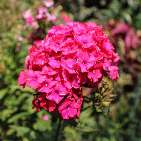 Płomyk wiechowaty Tenor P11(1L)