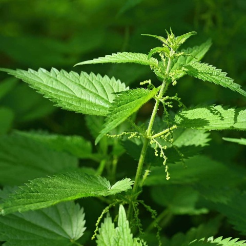 Pokrzywa zwyczajna P11(1L)